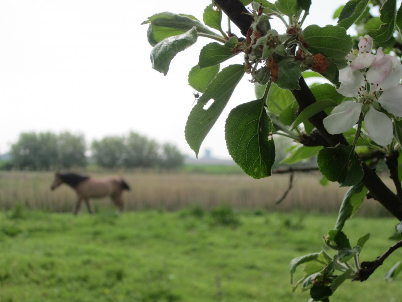2014-05-01 exteriieur ferme cheval ane poney