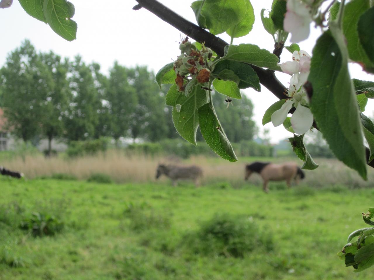 2014-05-01 exteriieur ferme cheaval ane poney